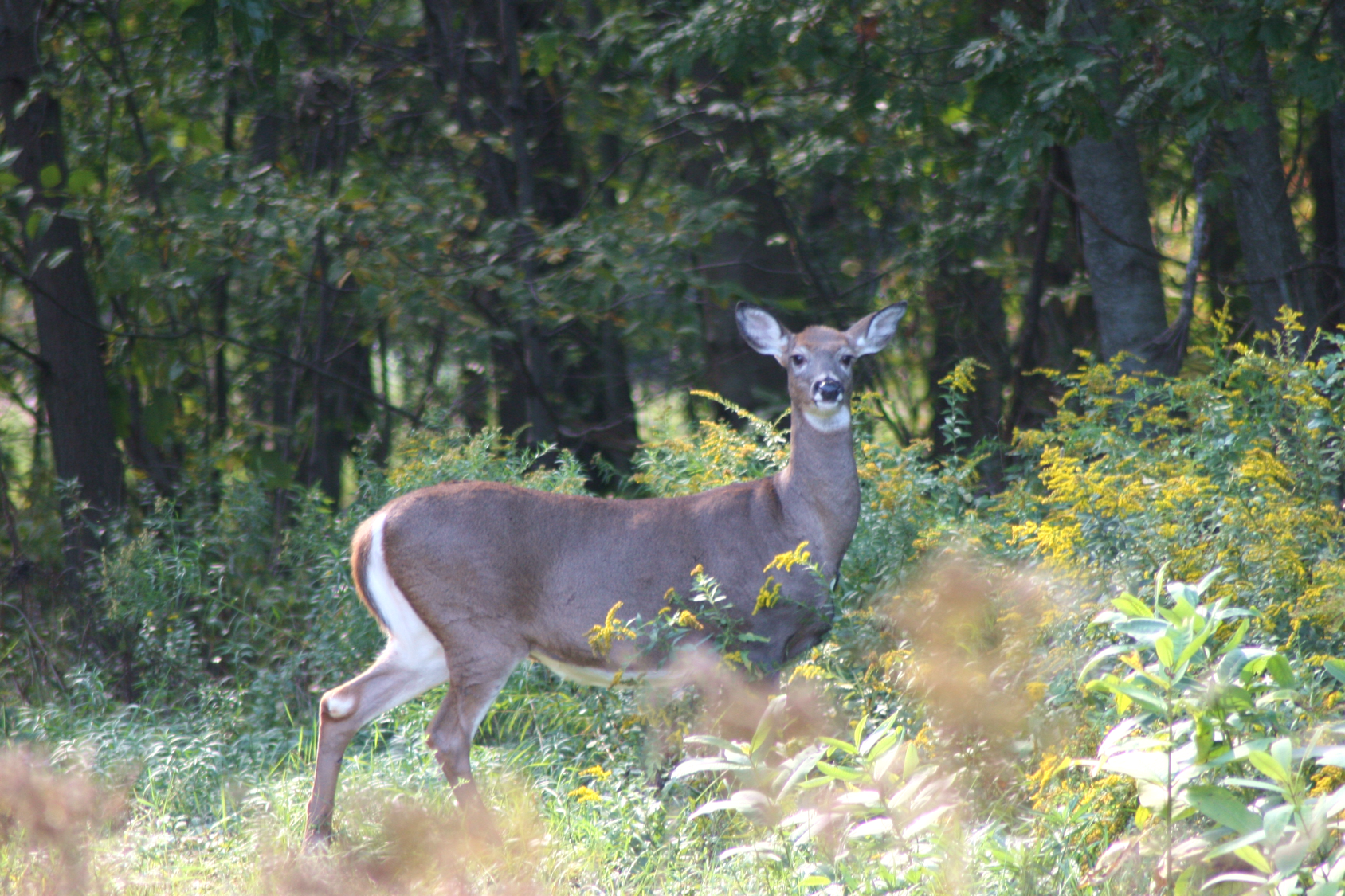 Photo courtesy of u.s. fish and wildlife service