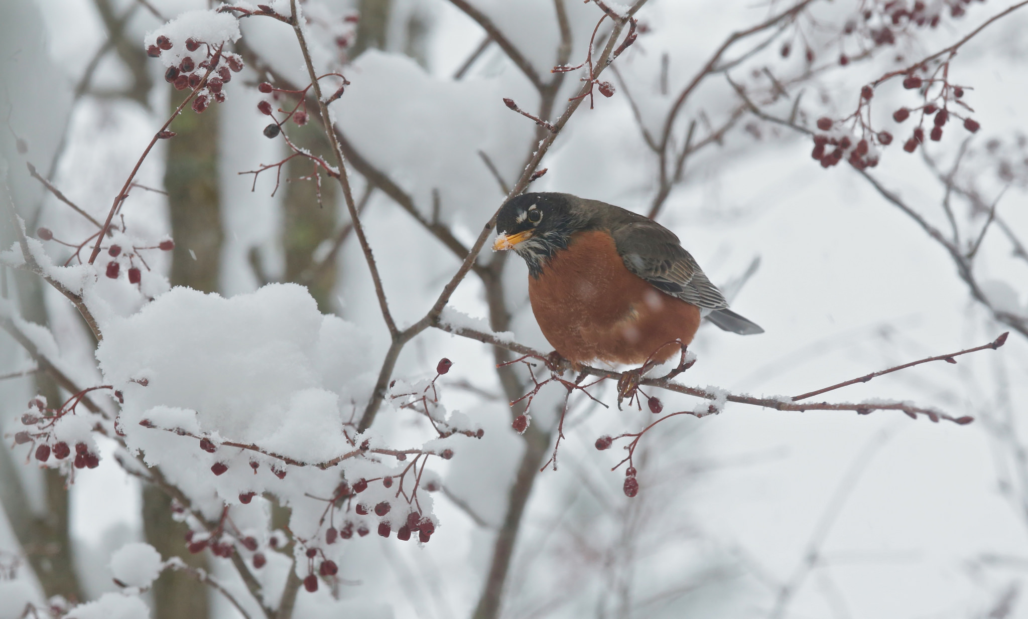 How To Help Robins Survive The Harsh Winter Weather