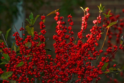 Winterberry: The Gift that Keeps on Giving — First Light Wildlife Habitats