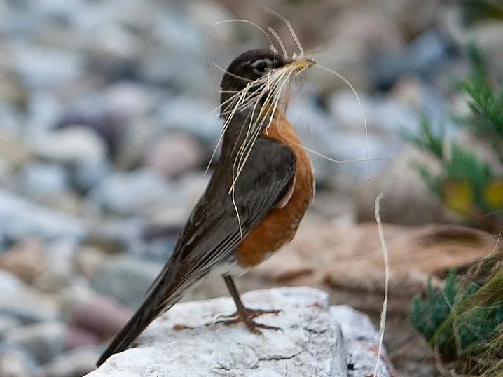 photo courtesy of backyard bounty