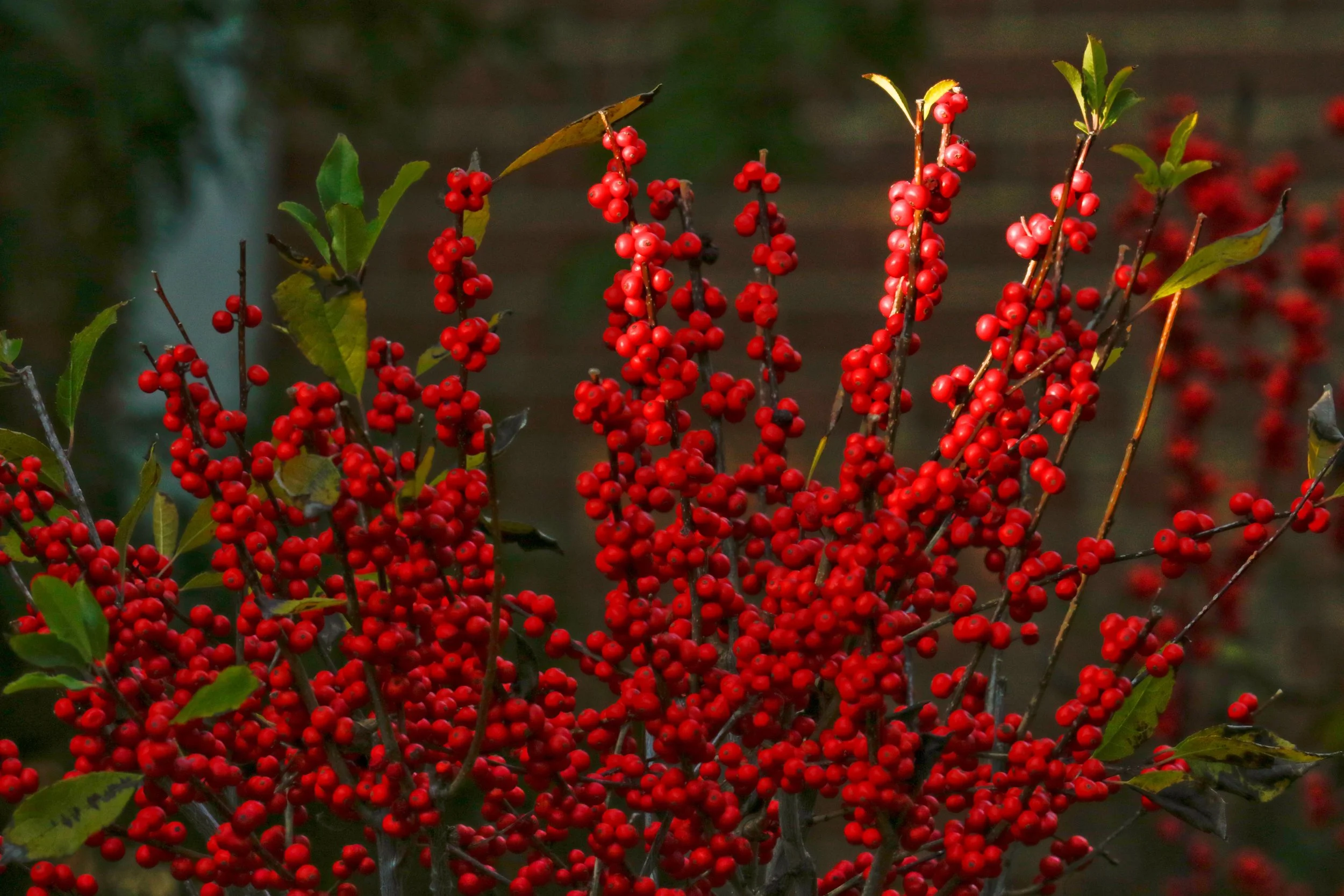 photo courtesy of backyard bounty