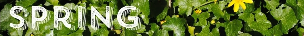 springpicgraphic.jpg