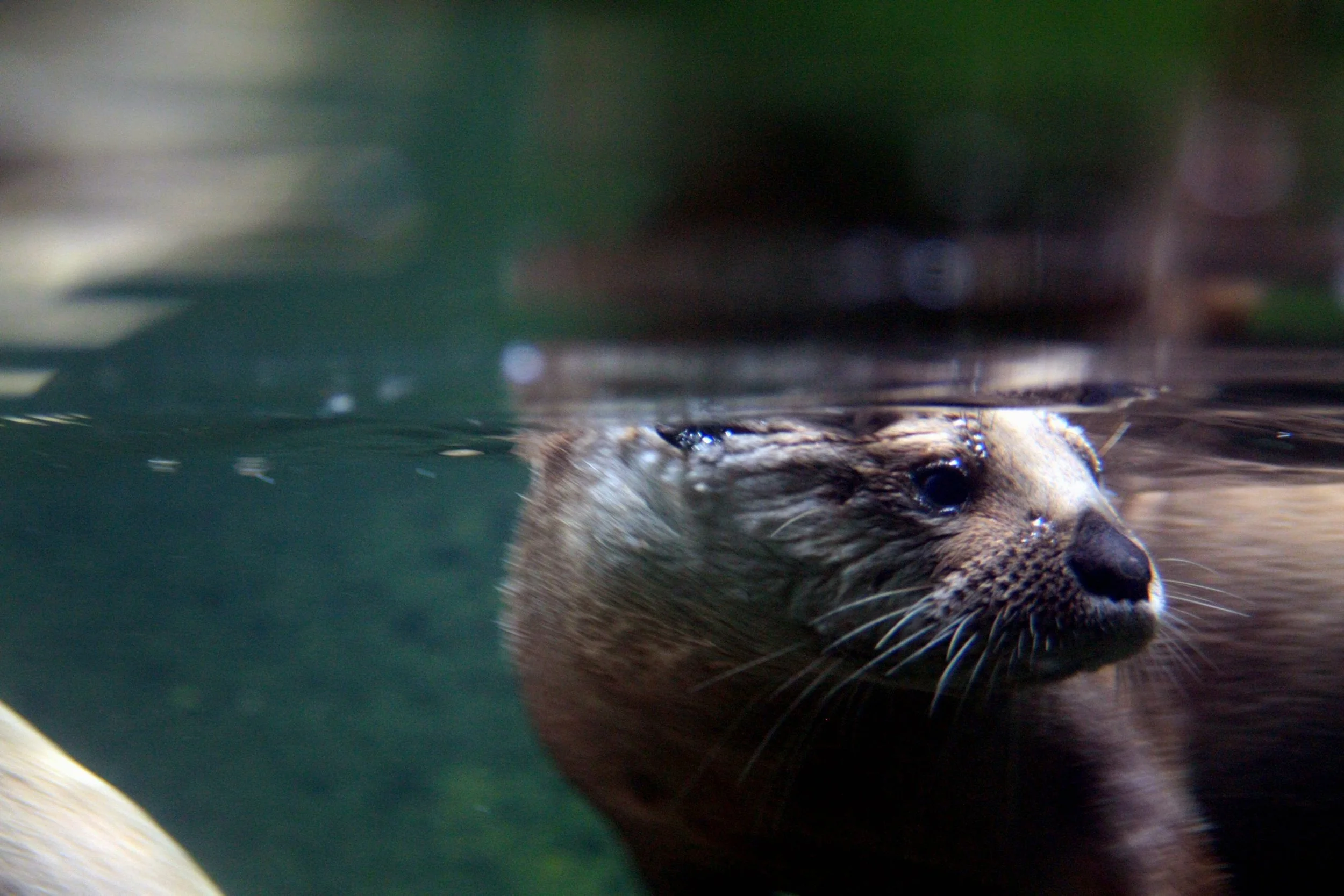 A RIVER OTTER, ThE Species of Otter tHat is Native to the Potomac River. PHoto Courtesy of GollyGFORCE VIA FLICKR .