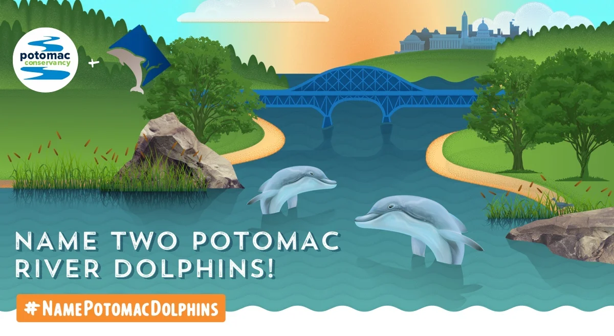 dolphins-socialmeta-1200x657.jpg