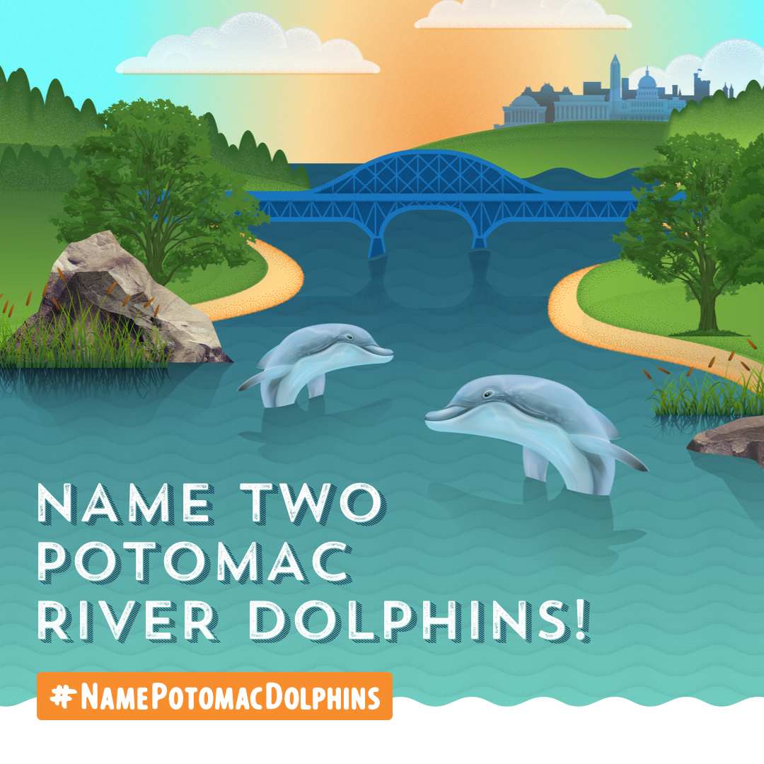 Help us name two dolphins in the Potomac! VOTE for your favorite picks by June 14th!