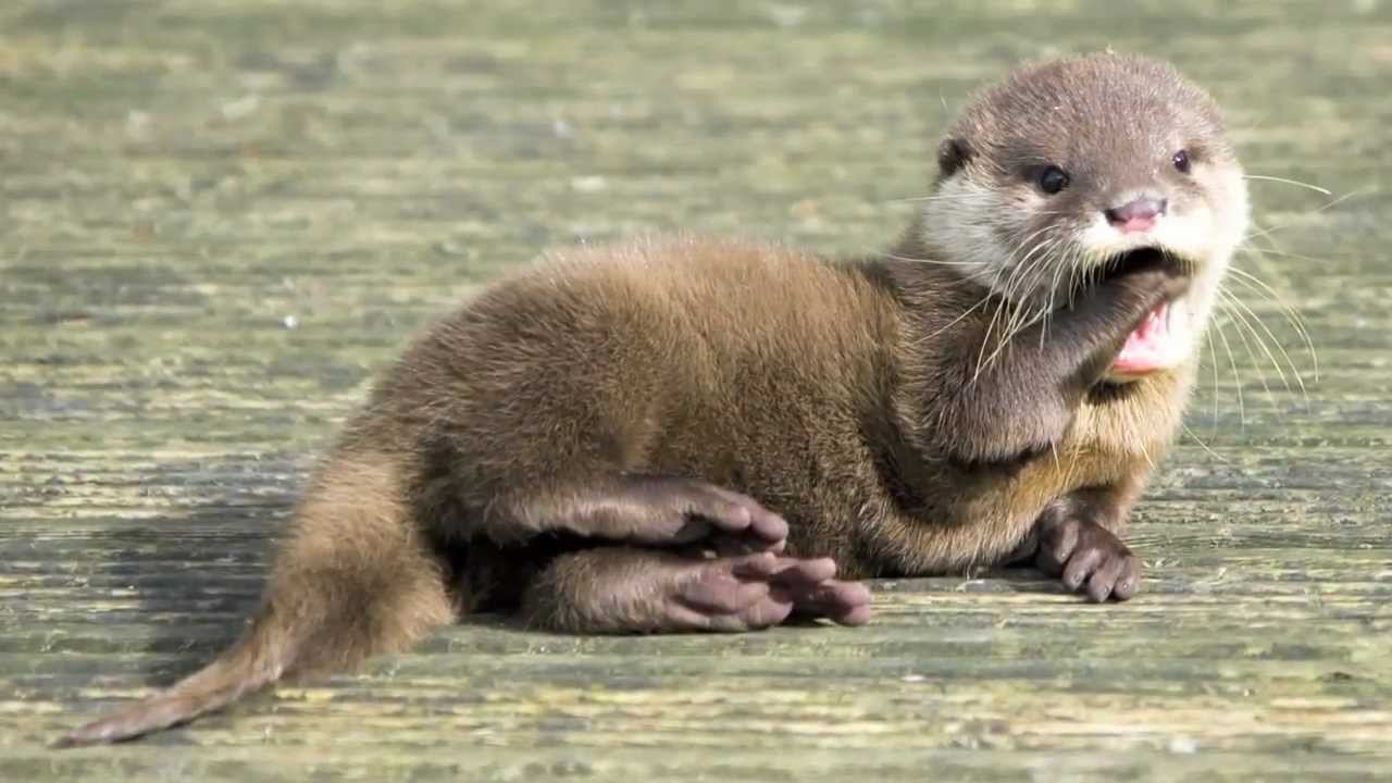 News - A river otter brutally attacks three women, leaving one with ...