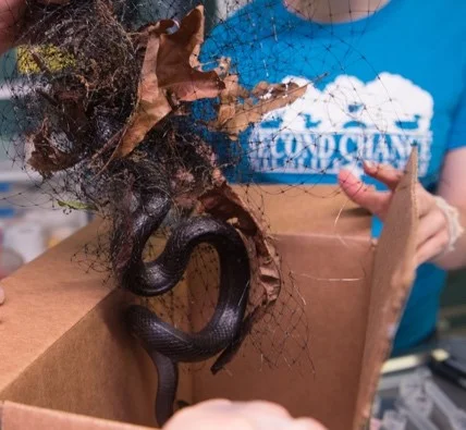 A Black Rat Snake entangled in Garden Netting. Photo COurtesy of SCWC.