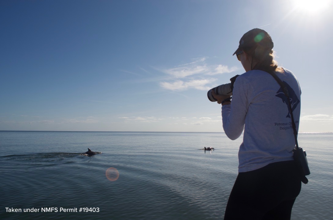 Jacoby photographs dorsal fins for the PCDP’s growing catalogue of potomac river dolphins.