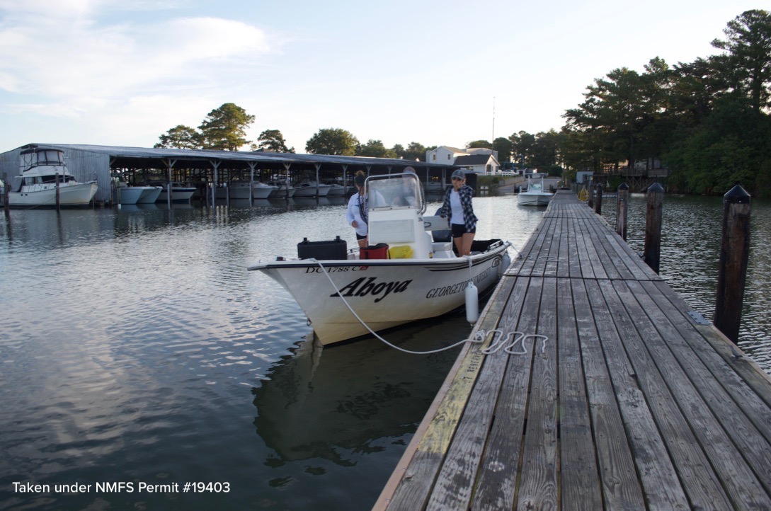 The georgetown “Ahoya” at smith point harbor in reedville, va.