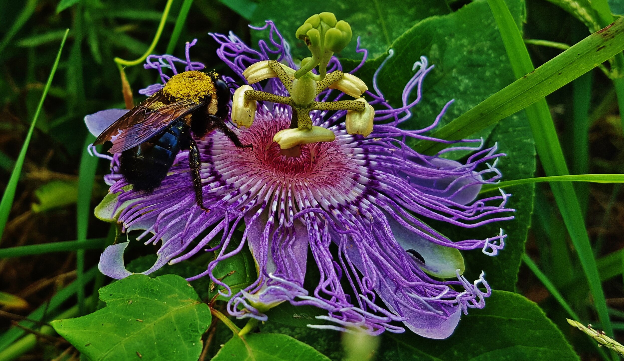 Purple Passionflower (Copy)