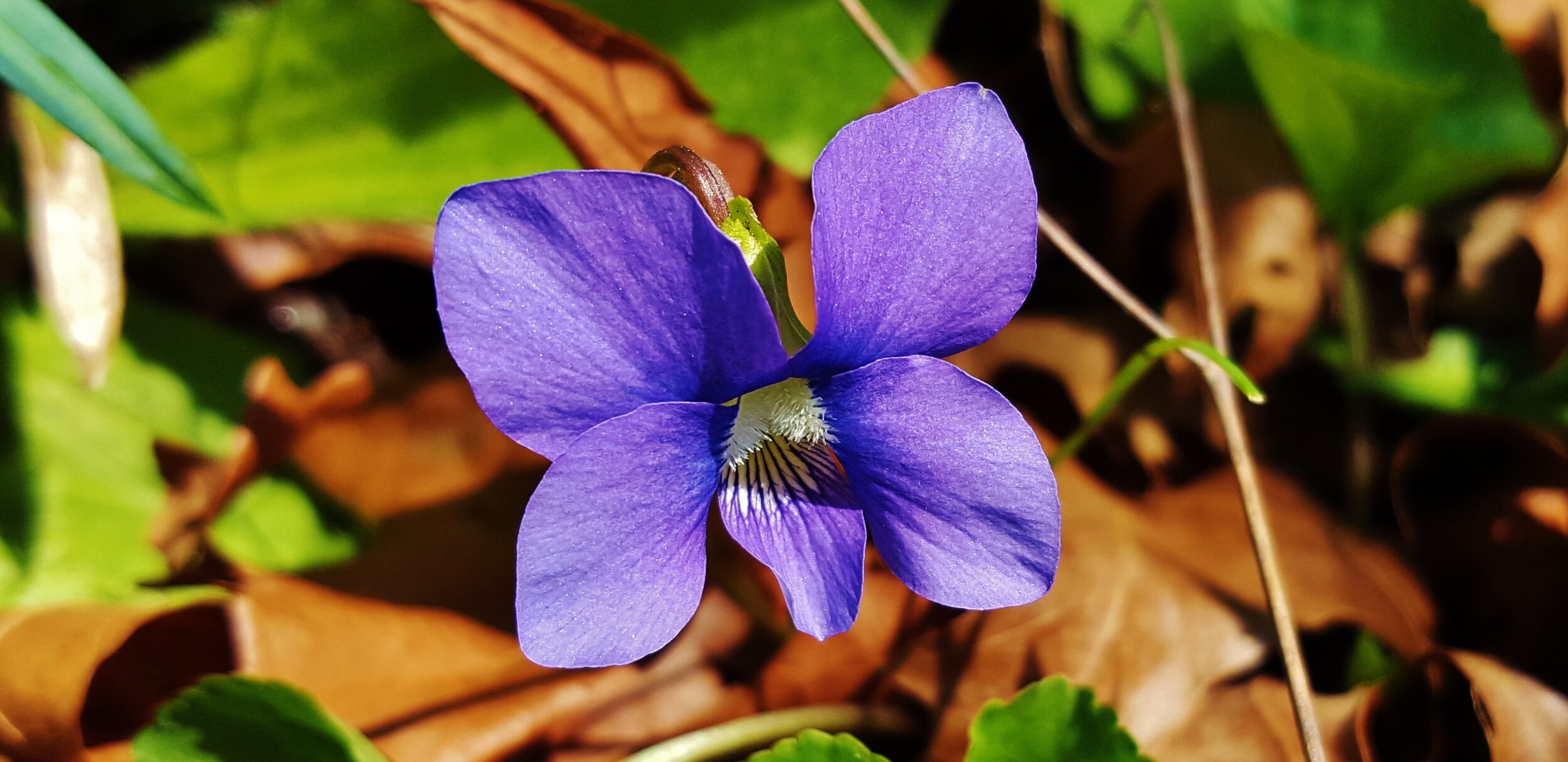 Woolly Blue Violet (Copy) (Copy)