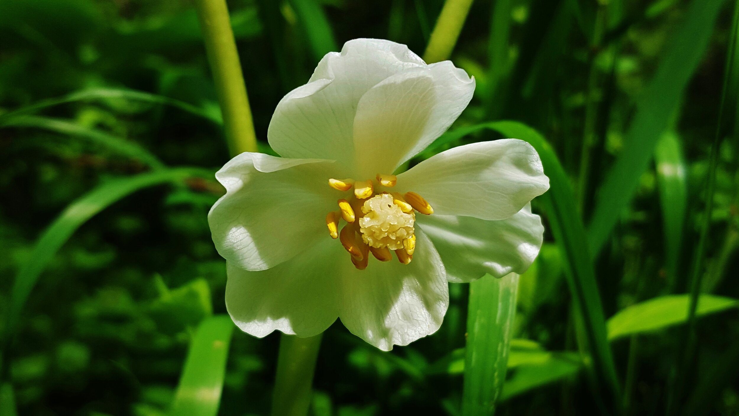 Mayapple (Copy)