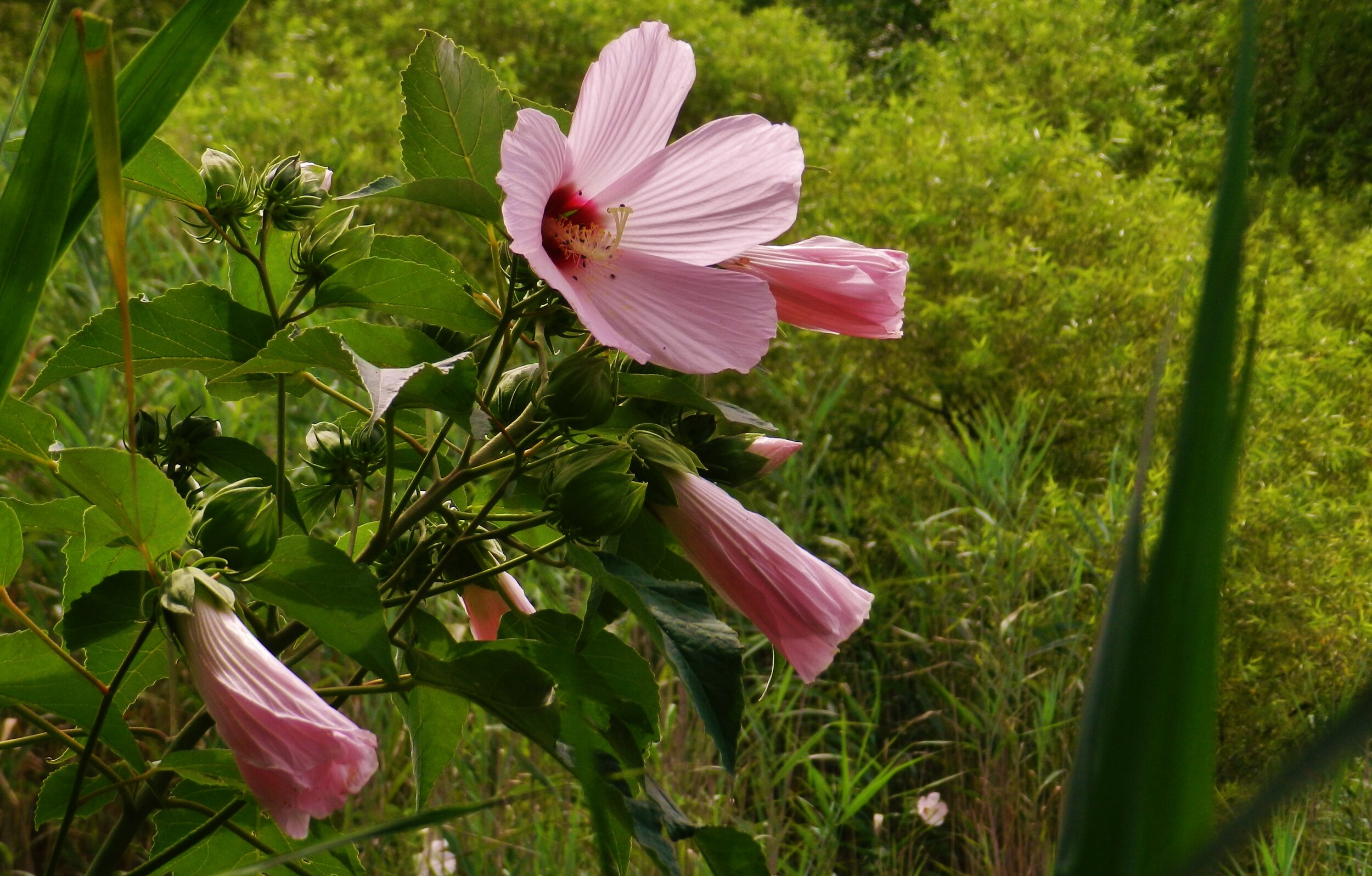 Marshmallow Hibiscus (Copy)