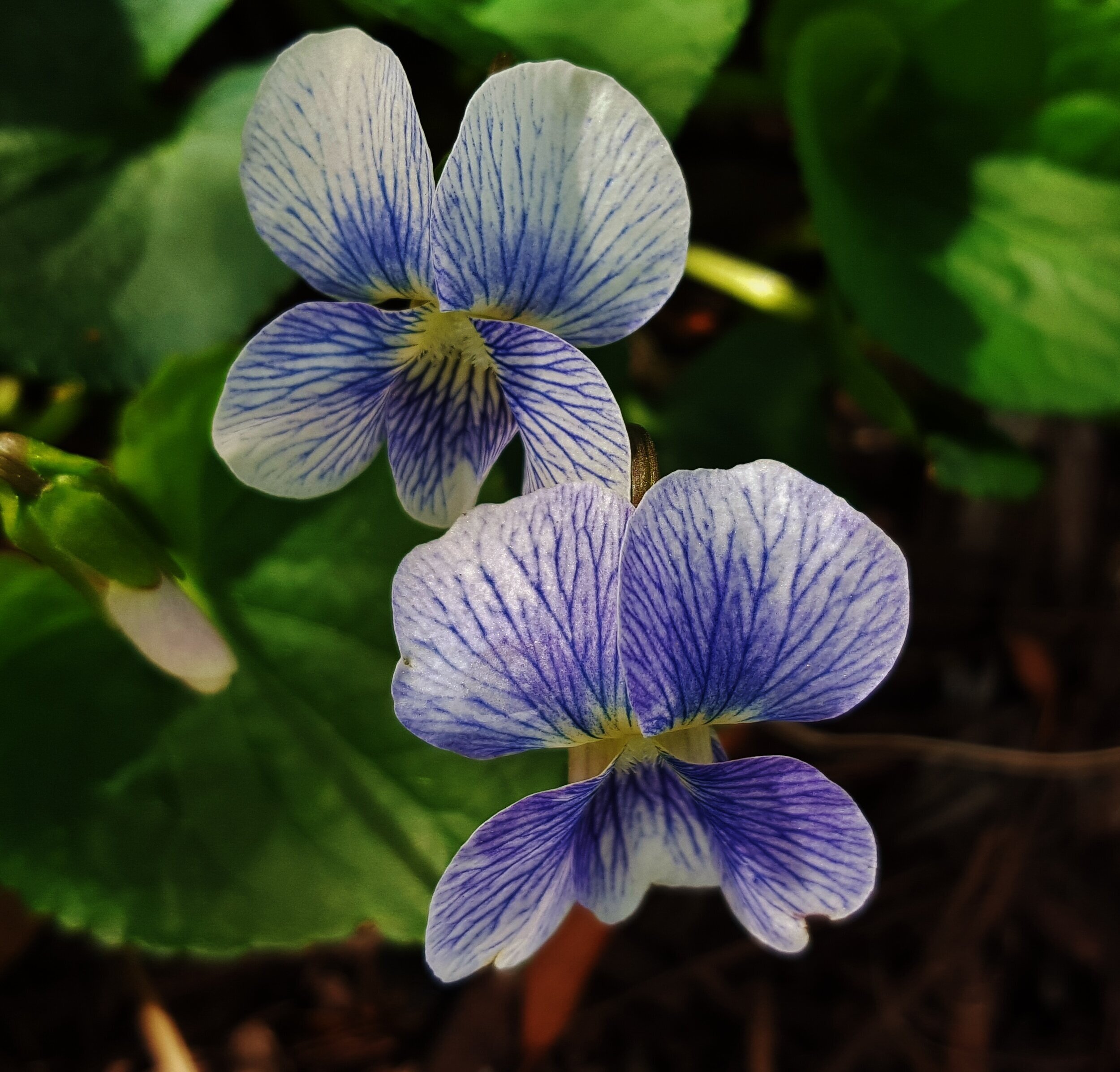 Common Blue Violet