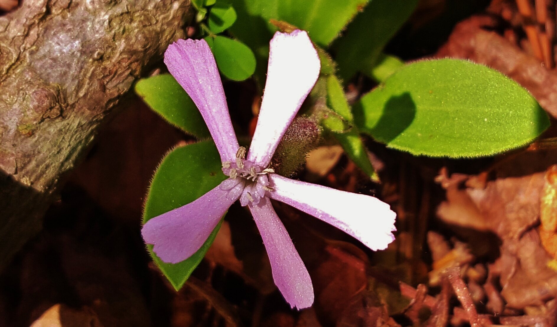 Wild Pink/Sticky Catchfly 