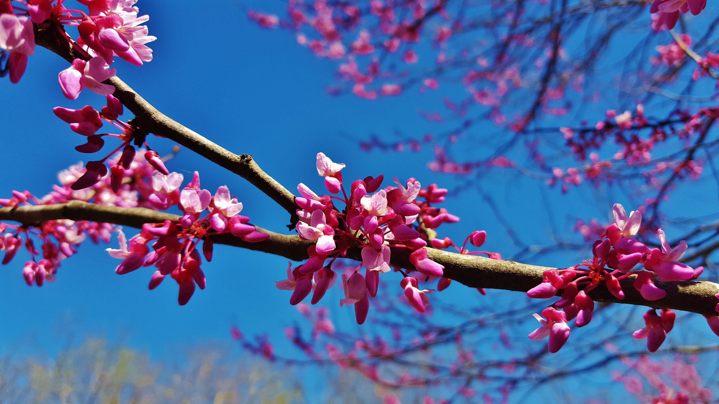 Spring Wildflower Scavenger Hunt — Tennessee State Parks