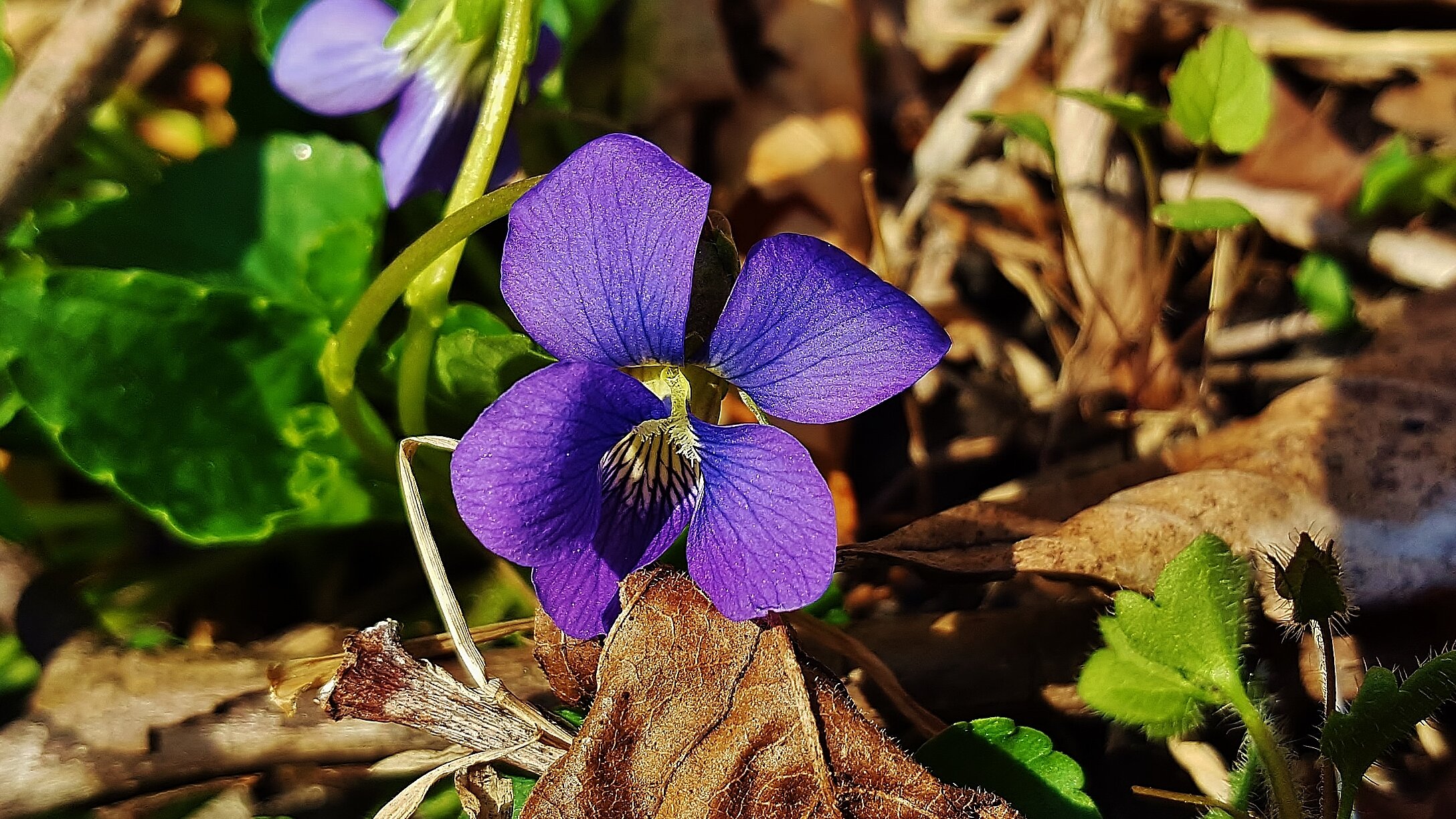 common blue violet_matthew beziat.jpg