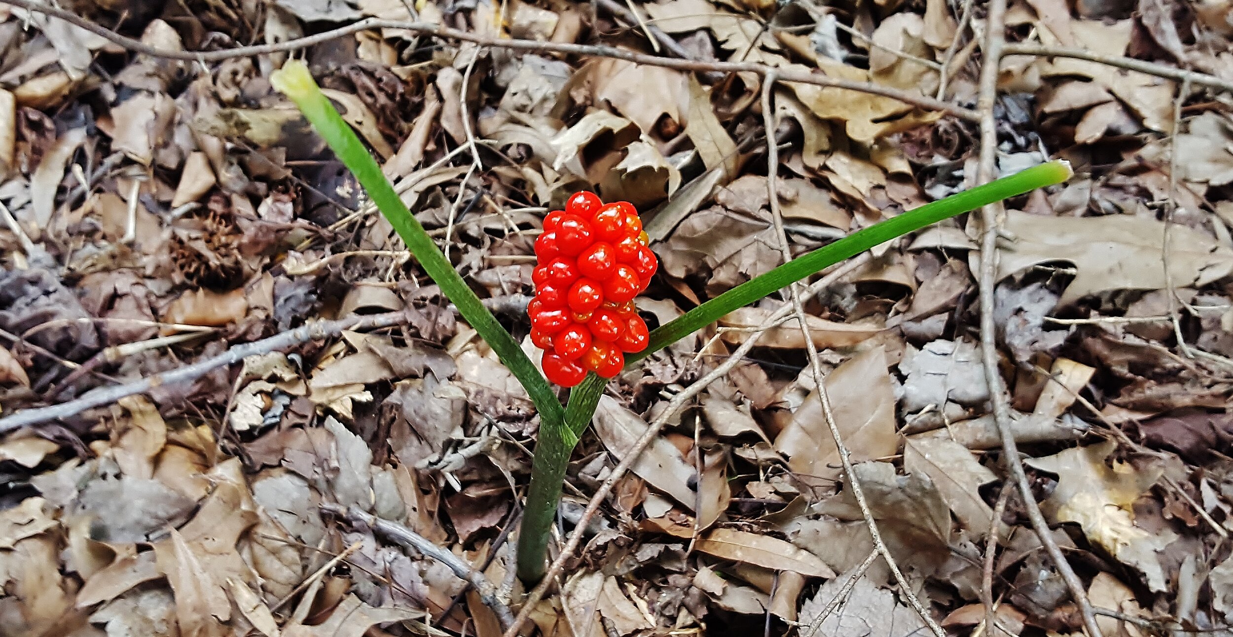 jack in the pulpit berries_matthew beziat.jpg