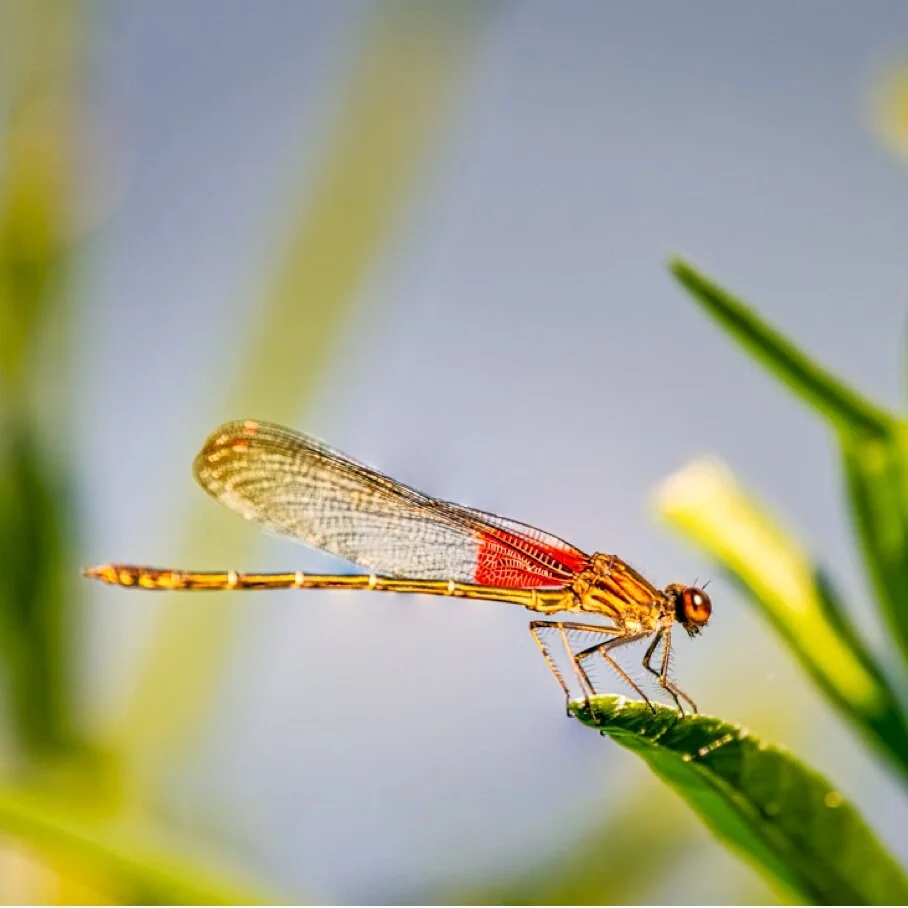 Ask An Expert: 7 simple tips for photographing the Potomac River