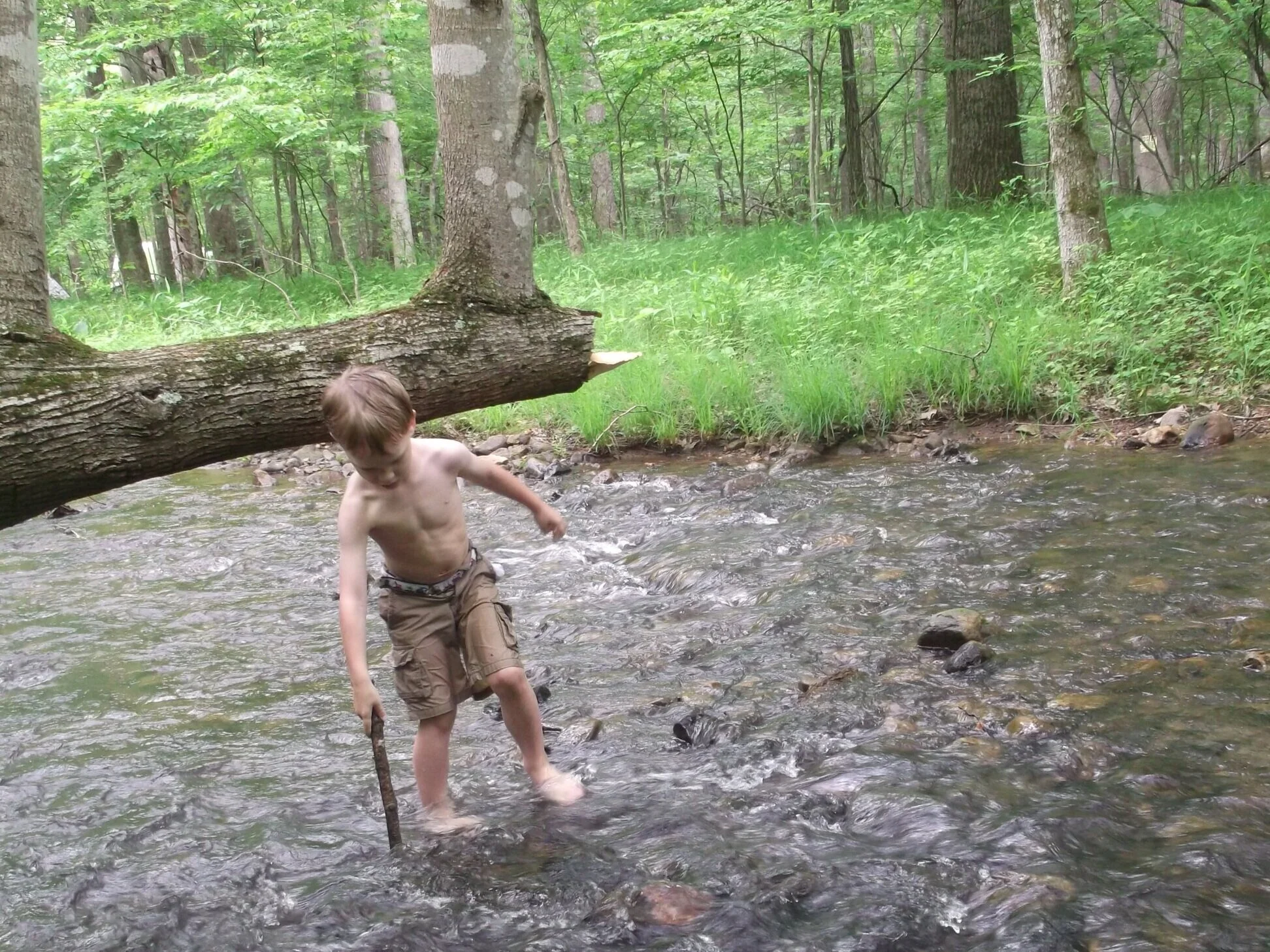 Frederick County passes strongest tree protection measures in all of Maryland