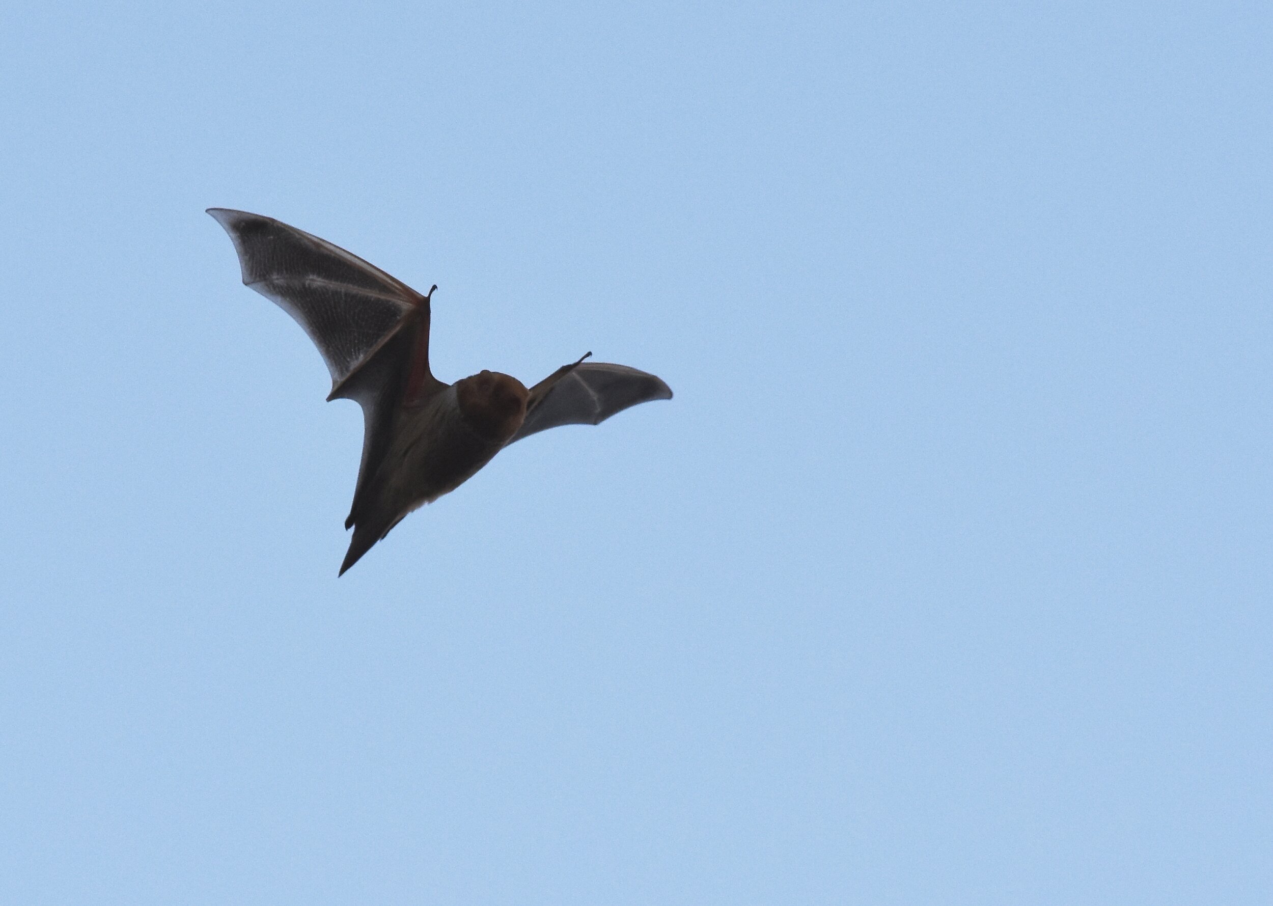 Quiz: The bats in your backyard! — Potomac Conservancy
