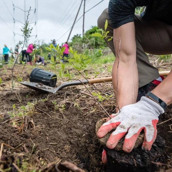 7 tree-mendous facts: How trees support the Potomac River, us, and each other