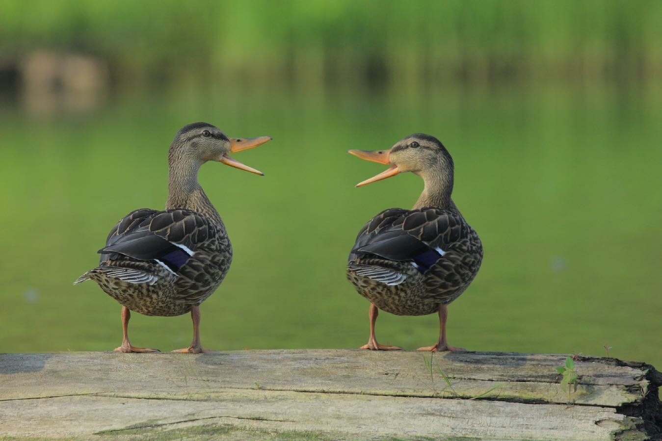 Hearing reports that it is the freakin&rsquo; weekend. 

Time to head to the watering hole and quack loudly at our friends about the latest celebrity gossip, CDC guidelines, and cicada emergence. 

🦆🦆🦆

📸: Gary Bendig/Unsplash

#potomacriver #mal