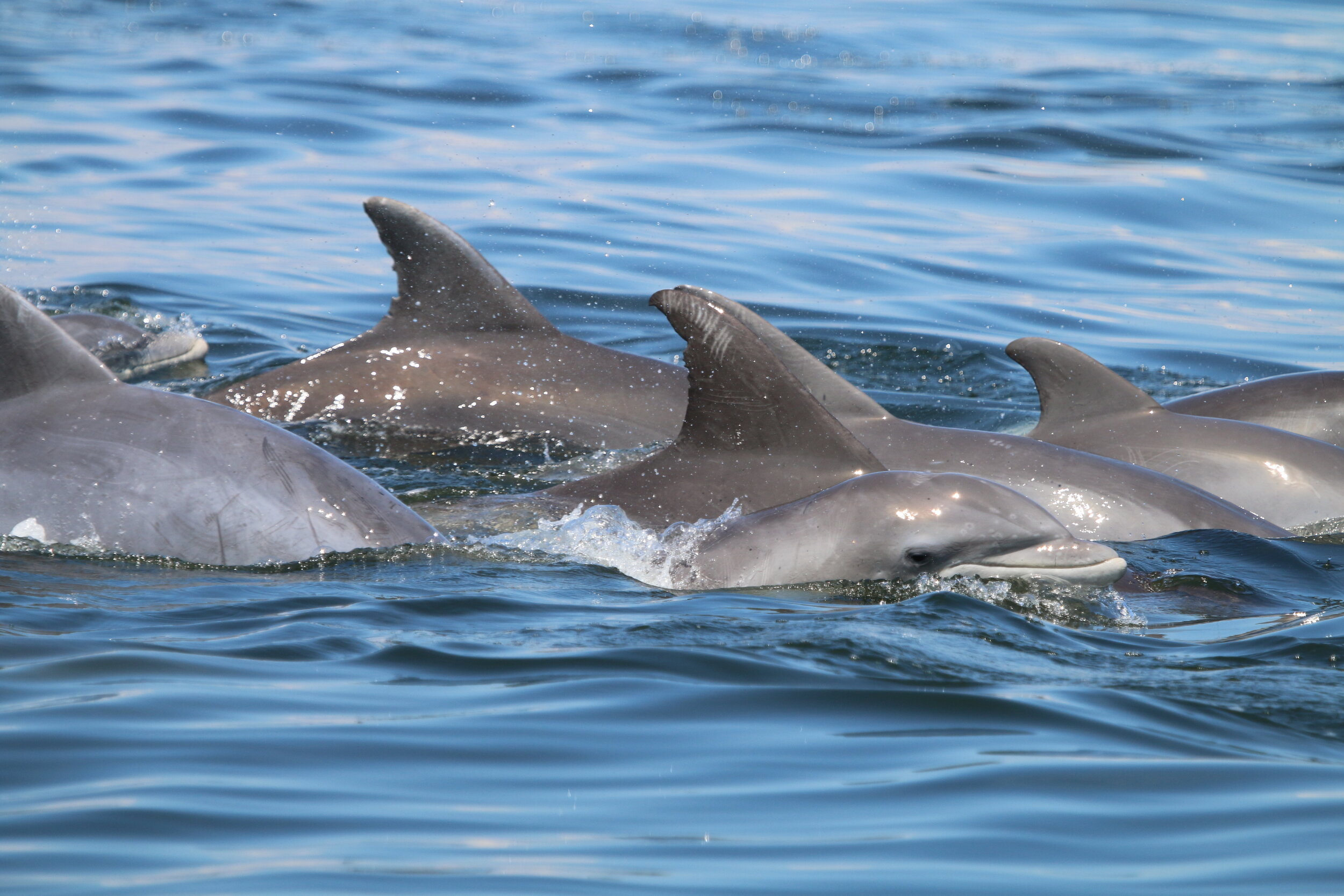 dolphins spread