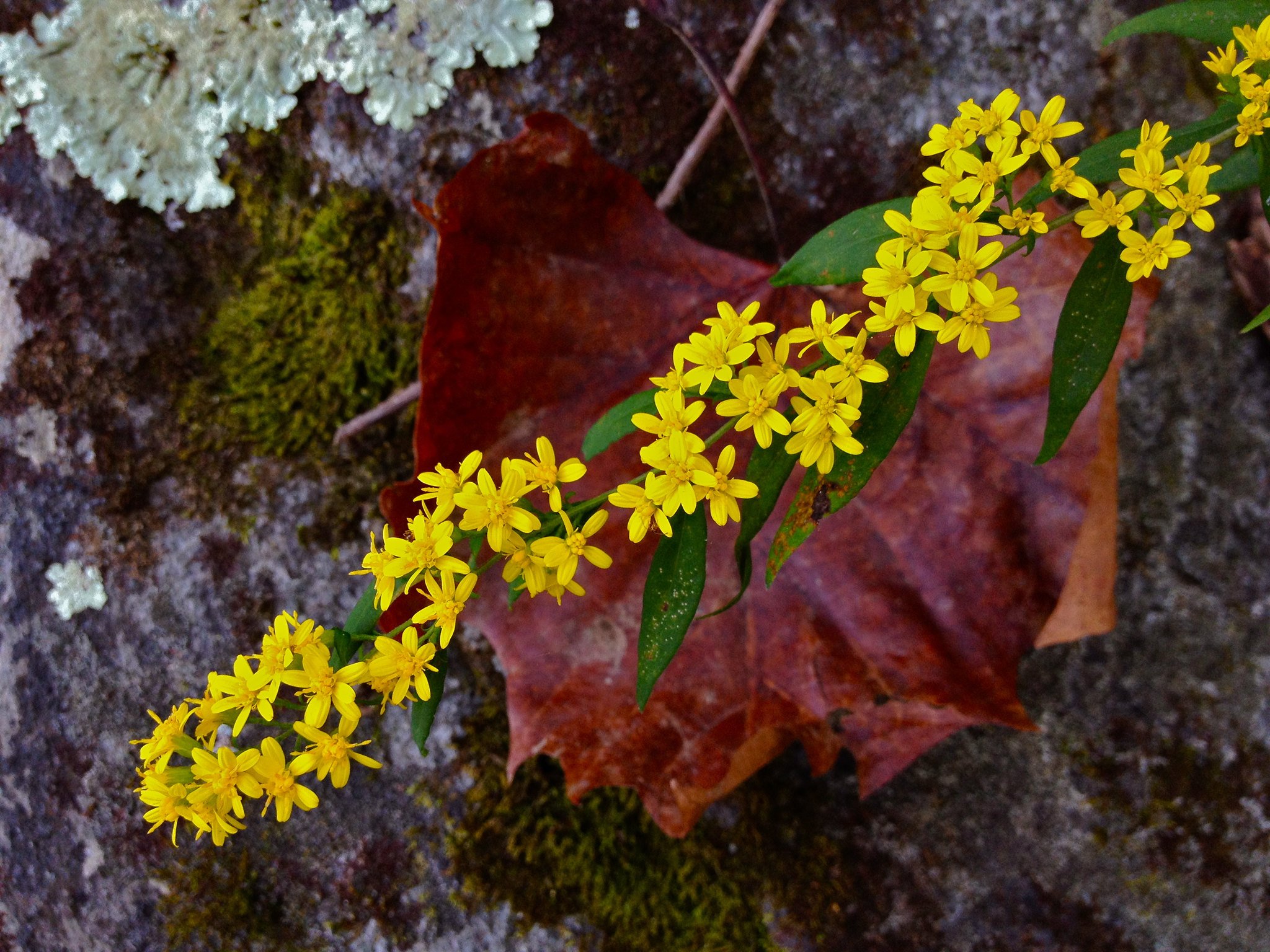 Wreath Goldenrod