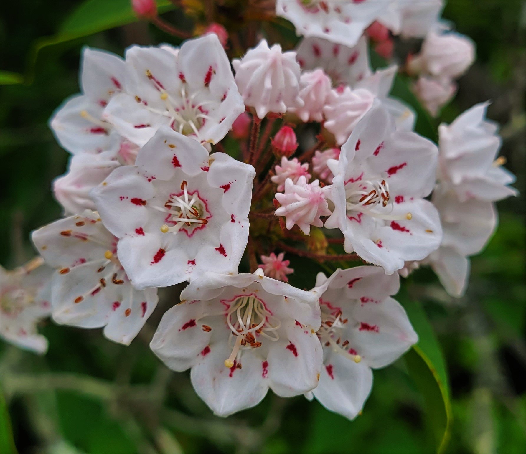 Mountain Laurel