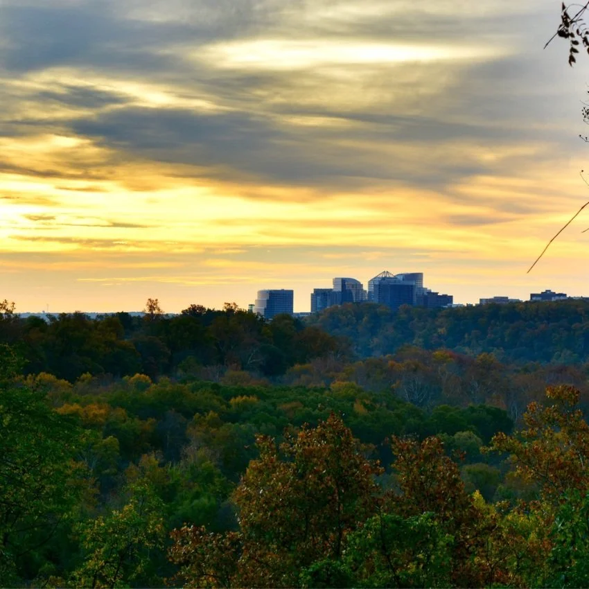 5 ways trees are affected by the climate crisis – and how they help combat it