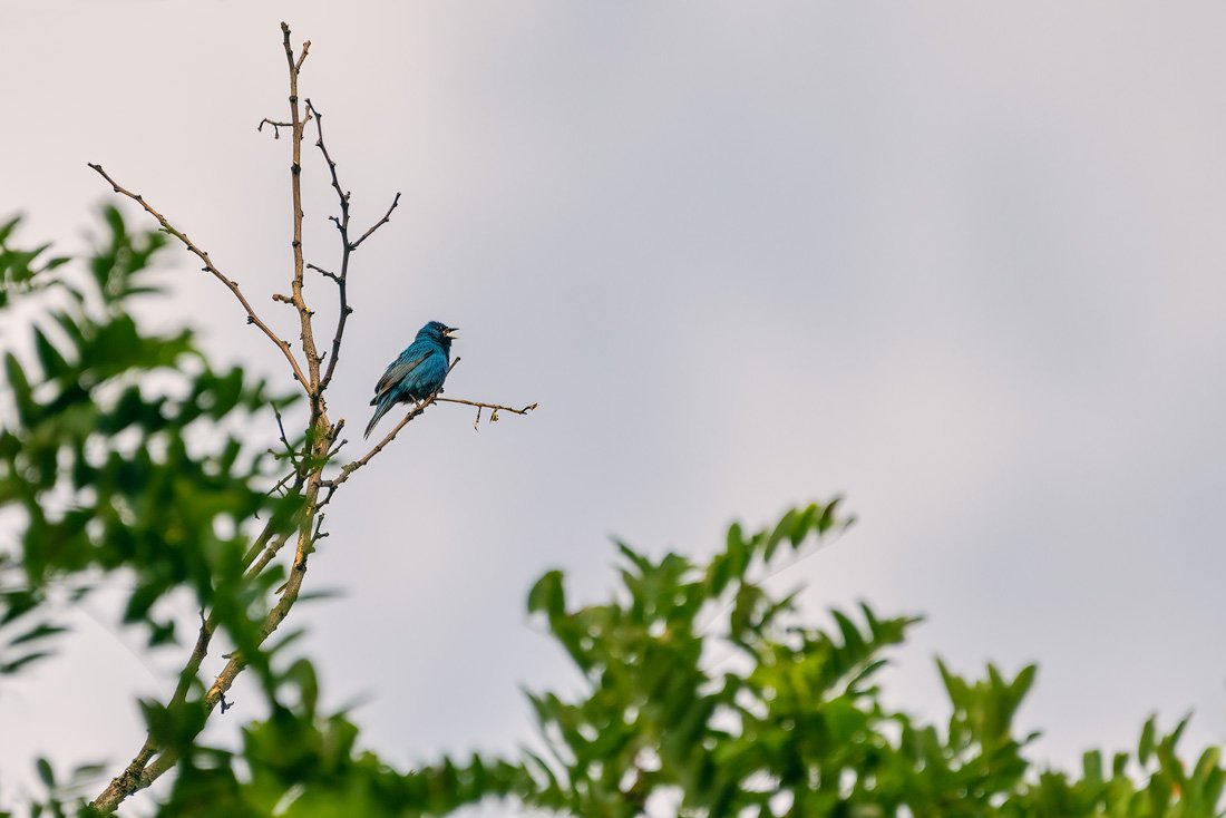 J0722 699 LSC VA-Indigo Bunting [2550].jpg