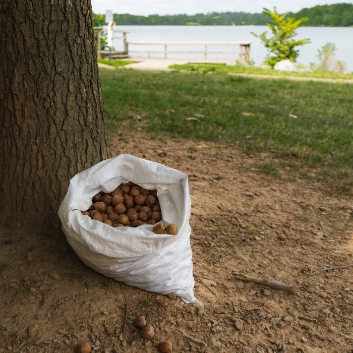 Nature’s mast years: the mystery of the tree's bountiful seeds and acorns in the fall