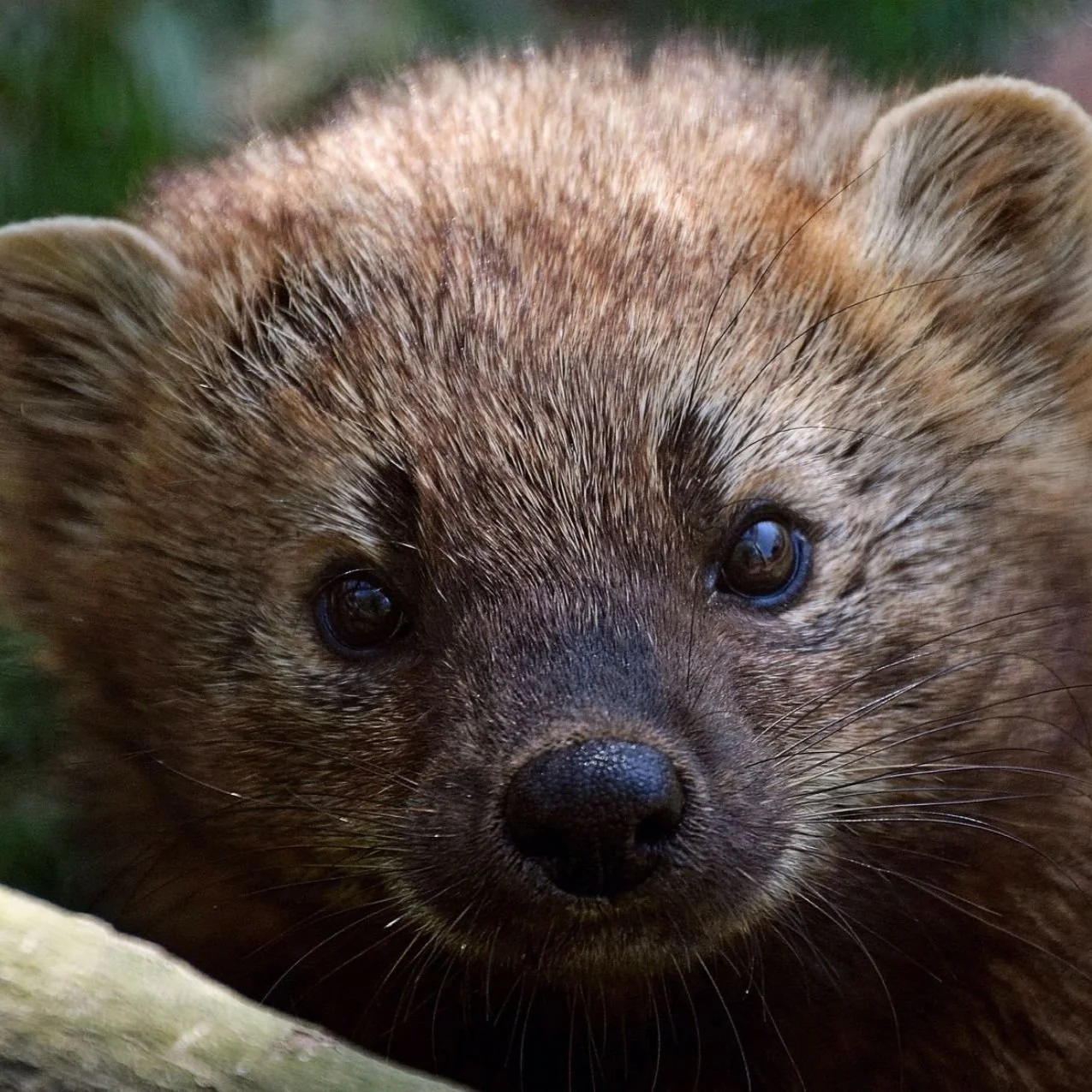 Our new Potomac River Critter of the Year  is an elusive, pint-sized predator with a love of local woodlands!