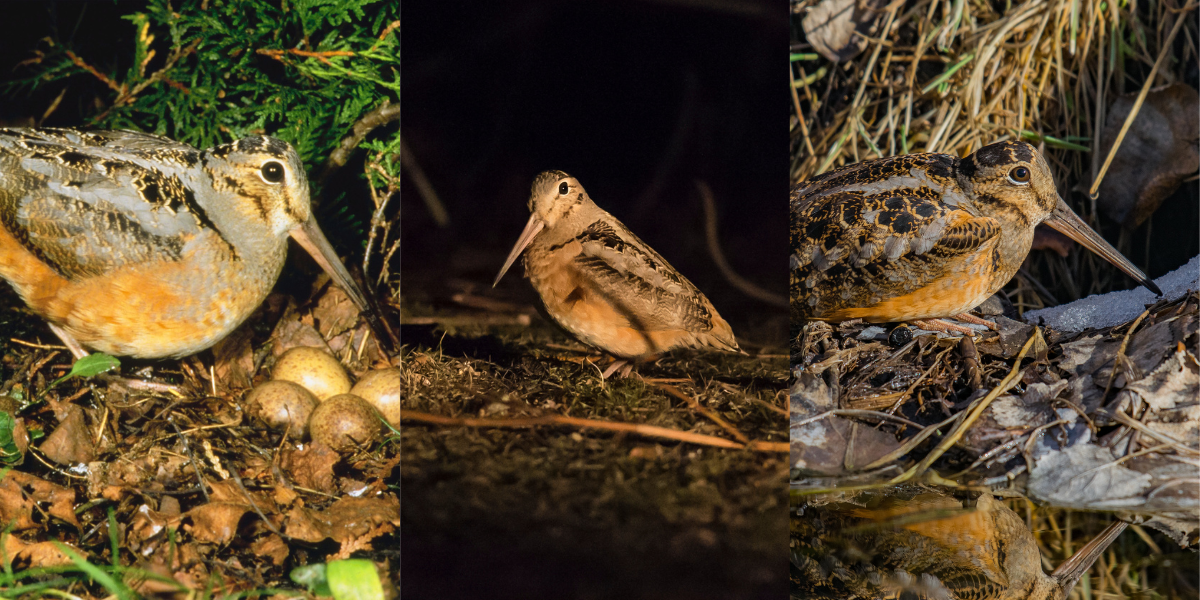 Woodcocks