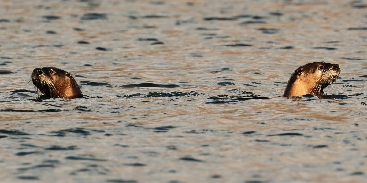 River otters