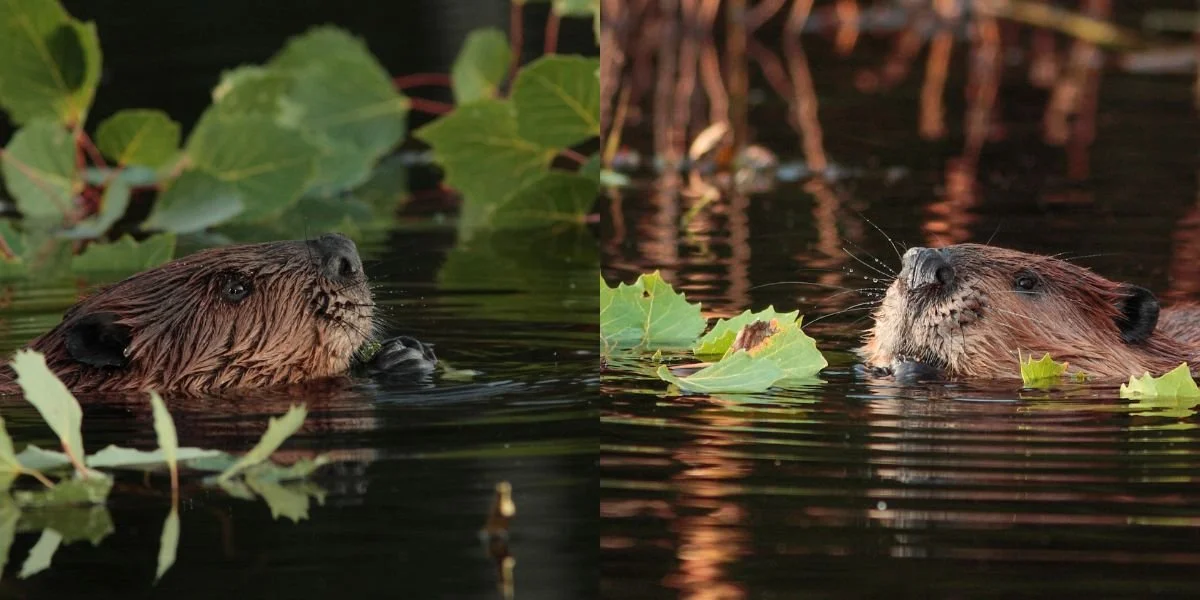 Beavers