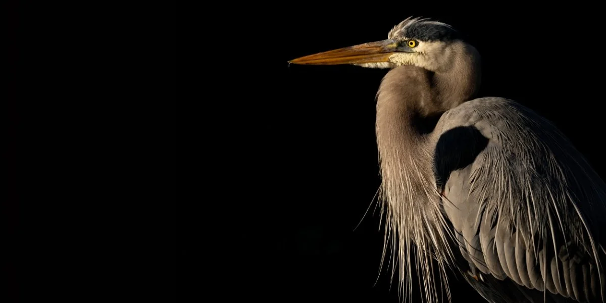 Great blue herons