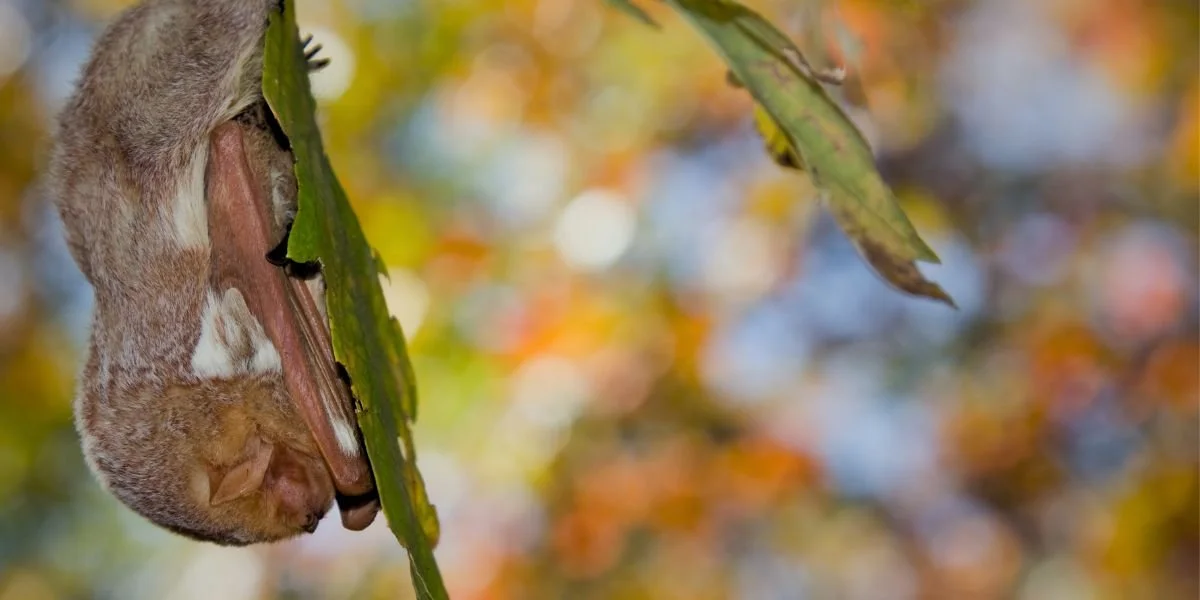 Eastern red bats