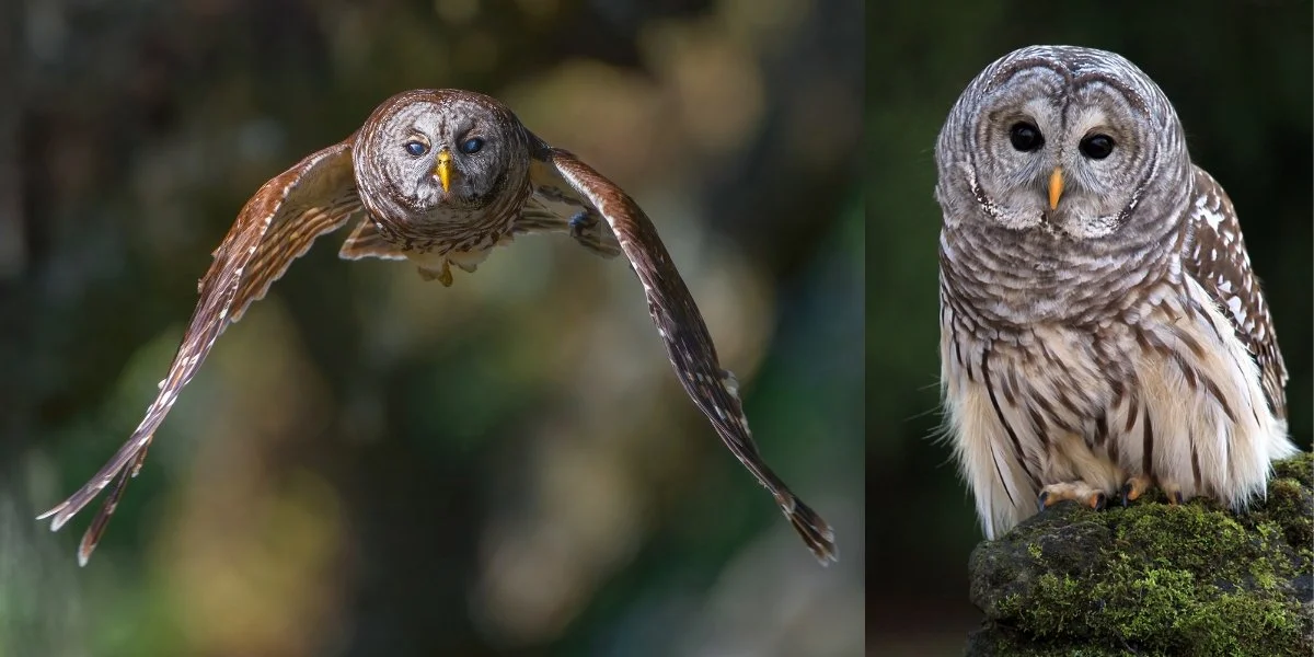 Barred owls
