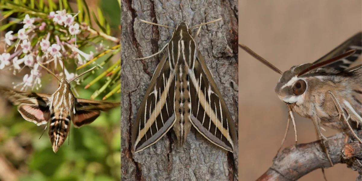 White-lined sphinx moths