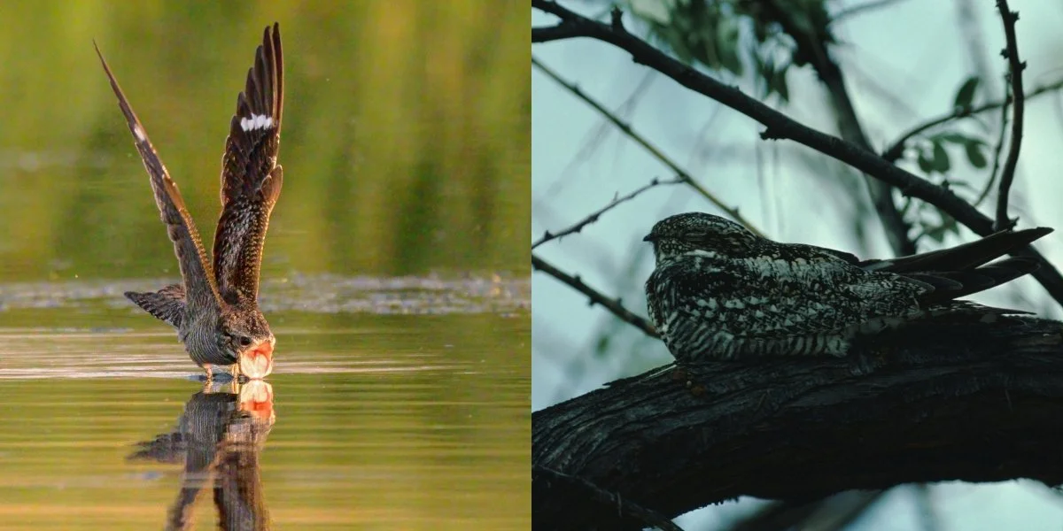 Common nighthawks