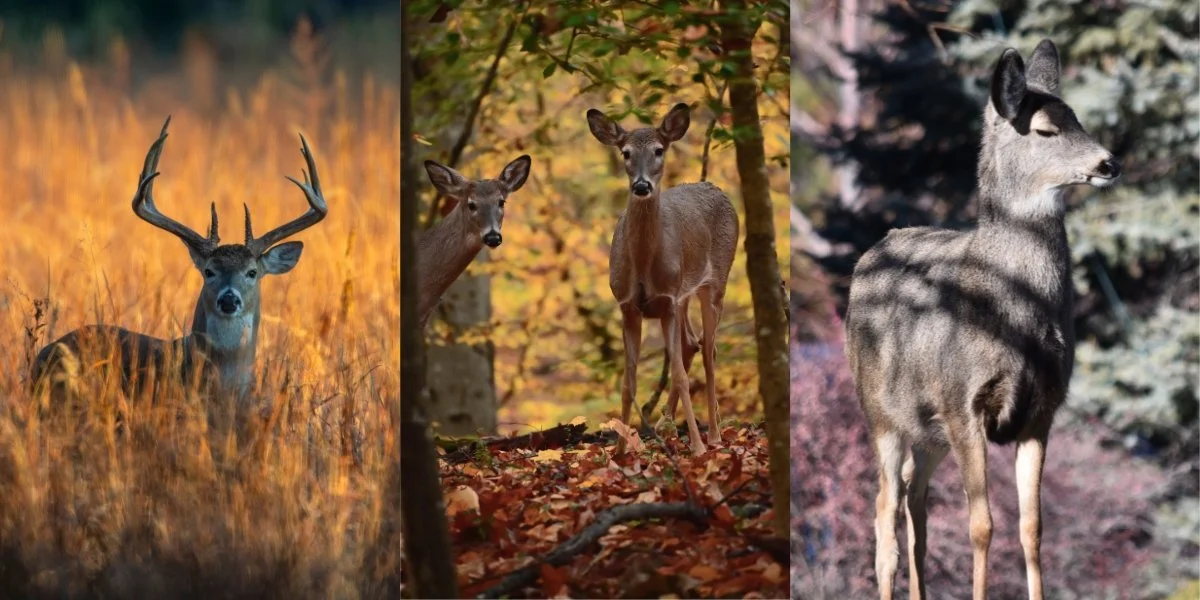 White-tailed deer: