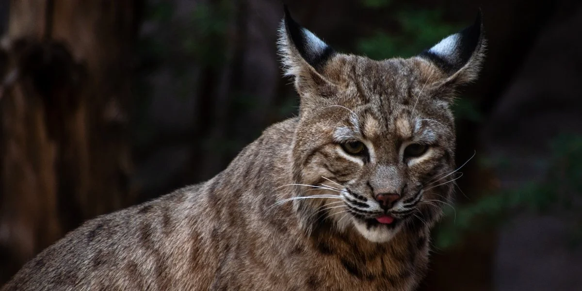 Bobcats