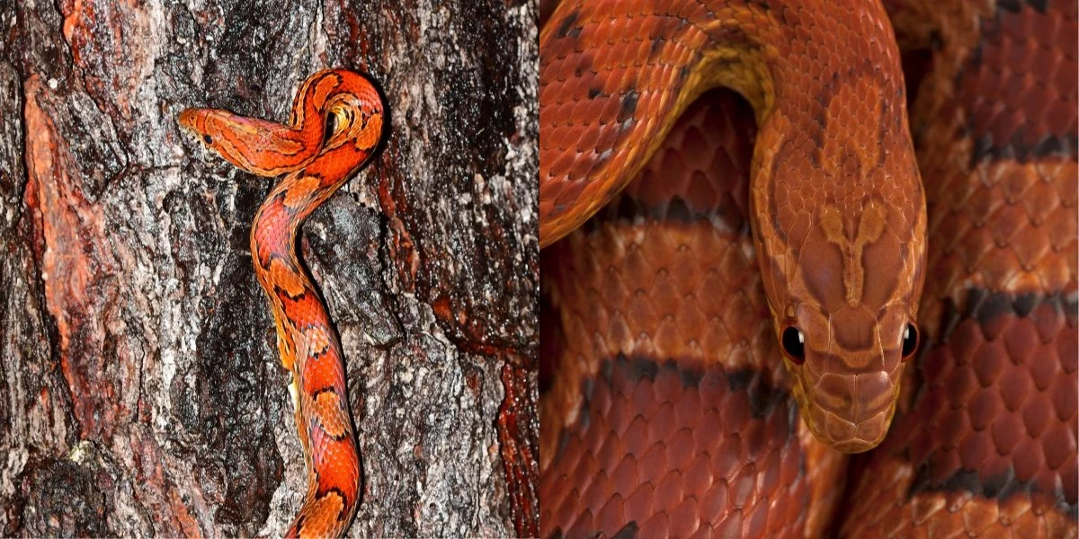 Red rat snakes (aka corn snakes)