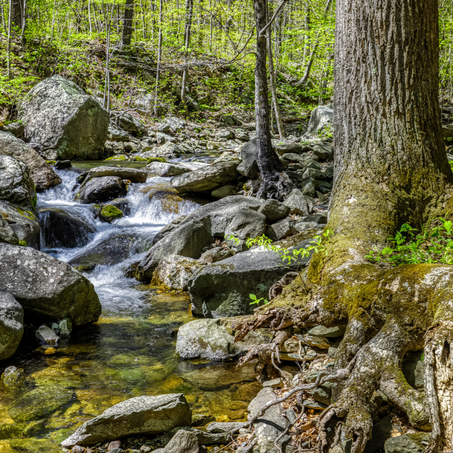 5 old-growth forests in the Potomac River region to expand your hiking repertoire