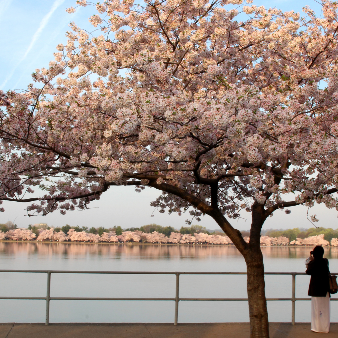 DC isn’t the only cherry blossom sweet spot; the rest of the Potomac River region has them too!&nbsp;