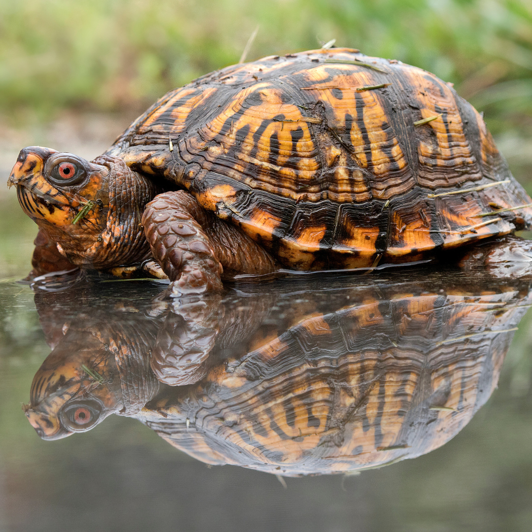 This slow and steady critter stole our hearts! Meet your 2026 Potomac Critter of the Year 