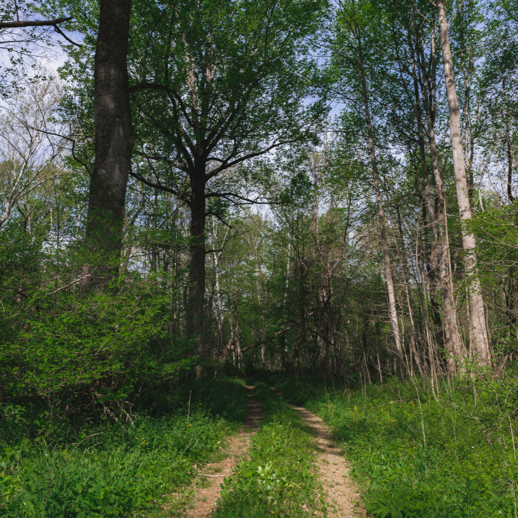 Survey says: The top 3 environmental concerns from our easement owners