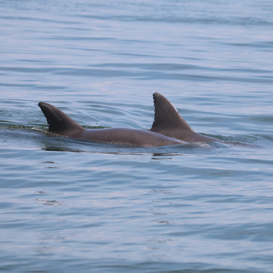 “Fin” Favorites: Updates on Potomac dolphins you named!